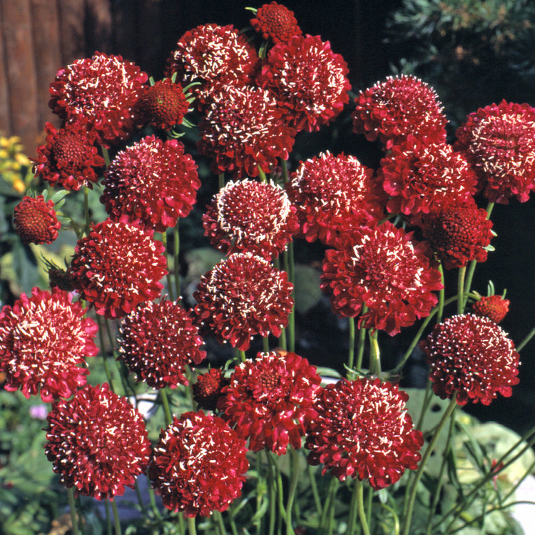 Scabious Seeds 'Fire King'