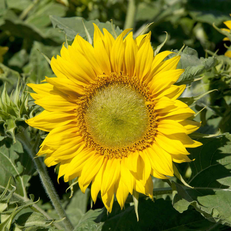 irish eyes garden seeds coupon Sunflower Seeds 'Irish Eyes'