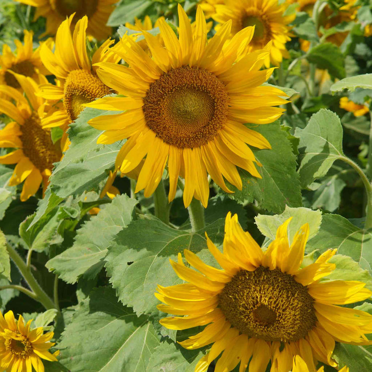 Sunflower Seeds 'Irish Eyes'