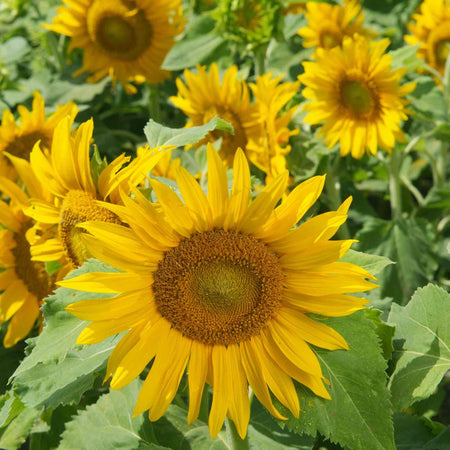 Sunflower Seeds 'Irish Eyes'