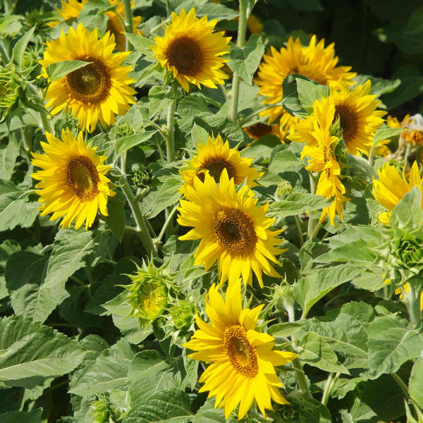 Sunflower Seeds 'Irish Eyes'