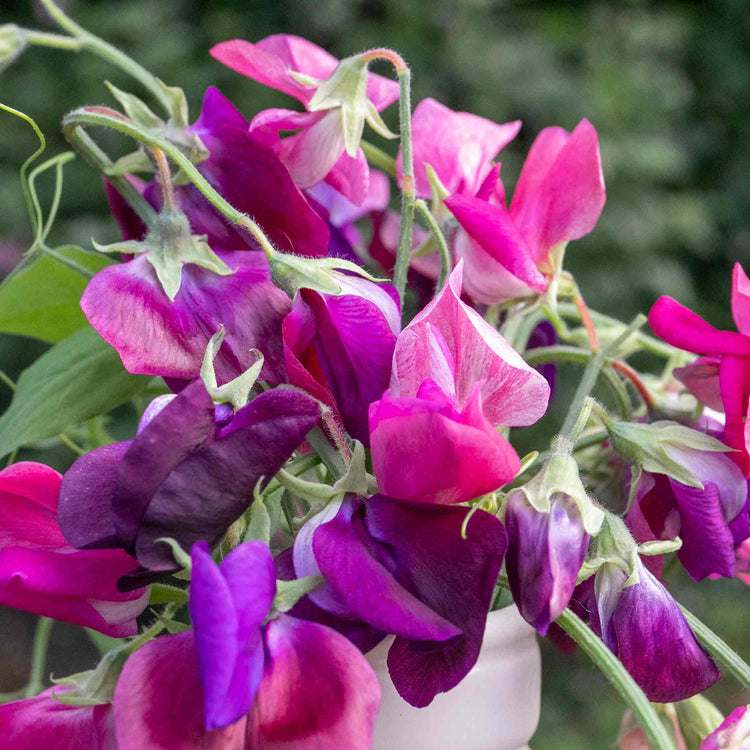 Sweet Pea Seeds 'Bubblegum Mix'