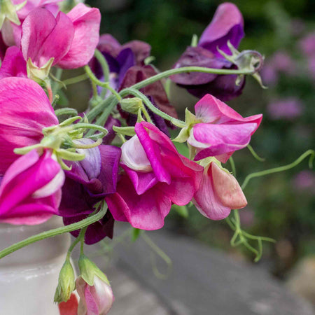 Sweet Pea Seeds 'Bubblegum Mix'