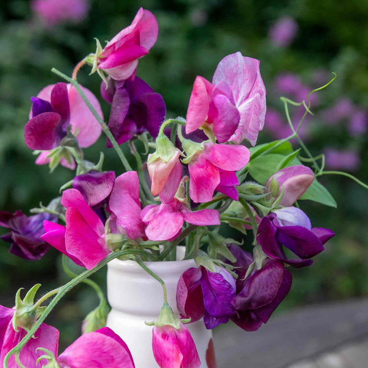 Sweet Pea Seeds 'Bubblegum Mix'