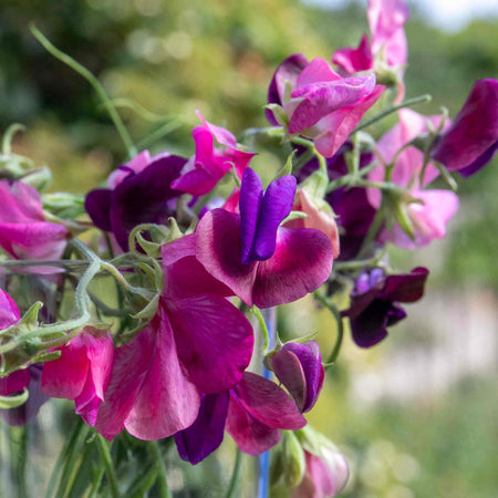 Sweet Pea Seeds 'Bubblegum Mix'