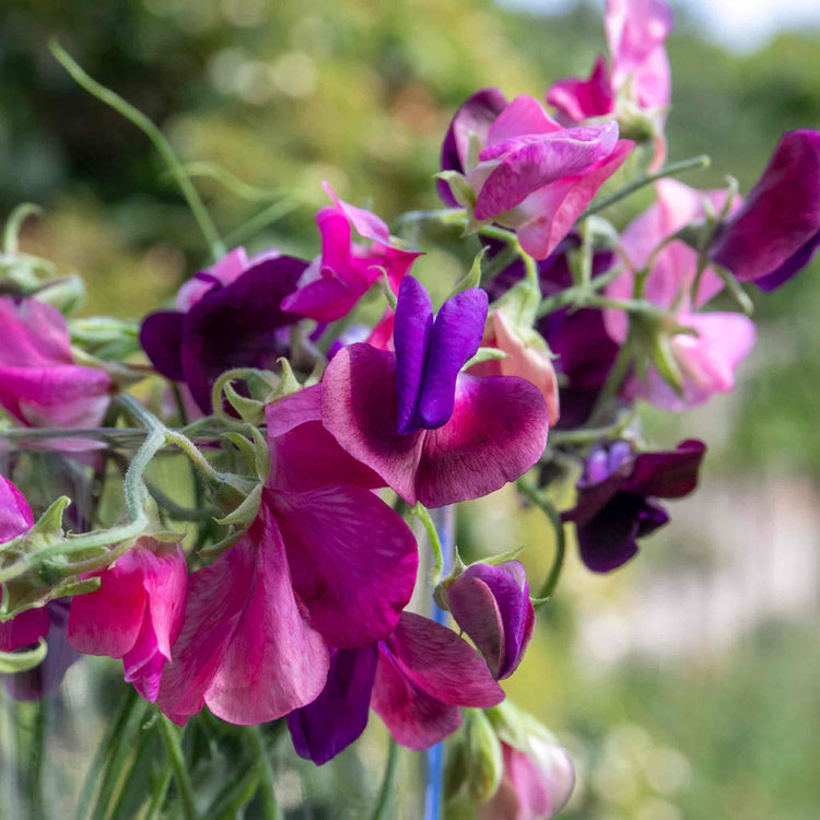 Sweet Pea Seeds 'Bubblegum Mix'