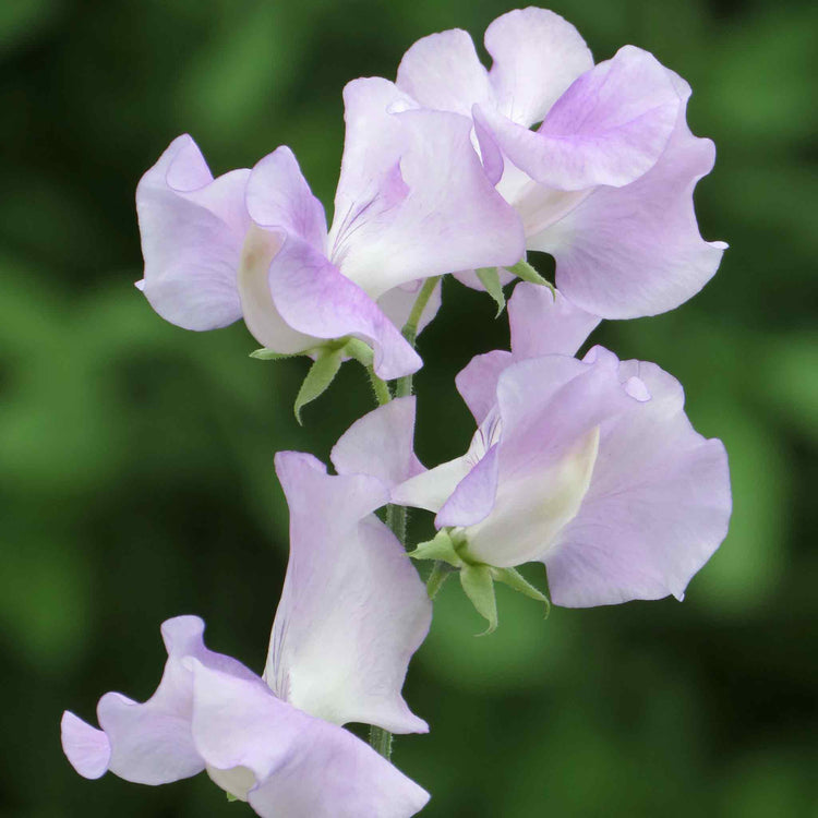 Sweet Pea Seeds 'Cyril Platter'