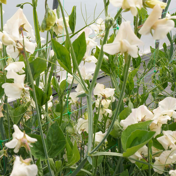 Sweet Pea Seeds 'Juliet'