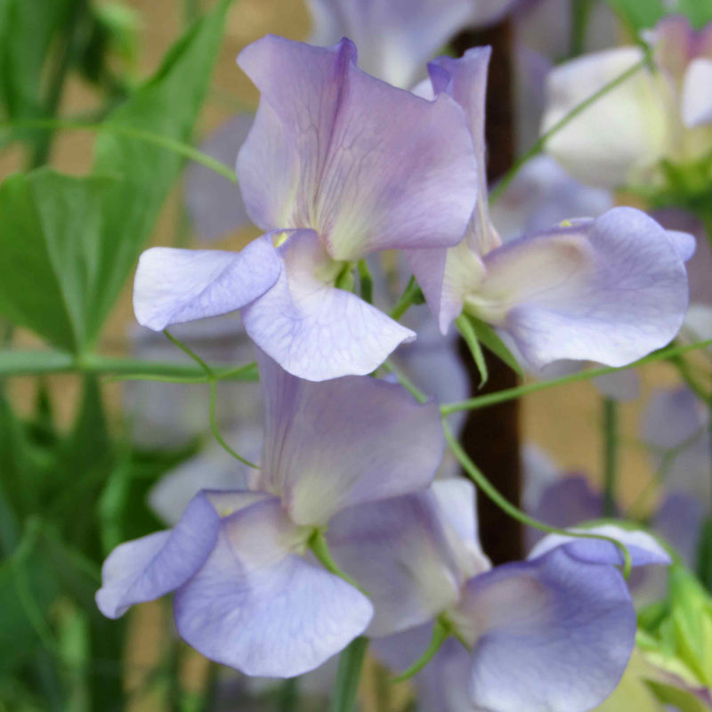 Sweet Pea Seeds 'Kingfisher'