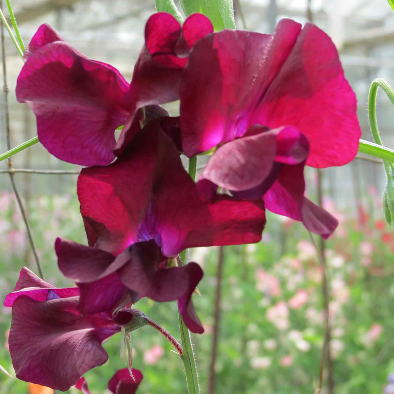 Sweet Pea Seeds 'Midnight'