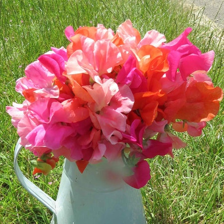 Sweet Pea Seeds 'Peach Melba Mix'