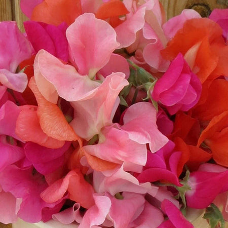 Sweet Pea Plant 'Peach Melba'