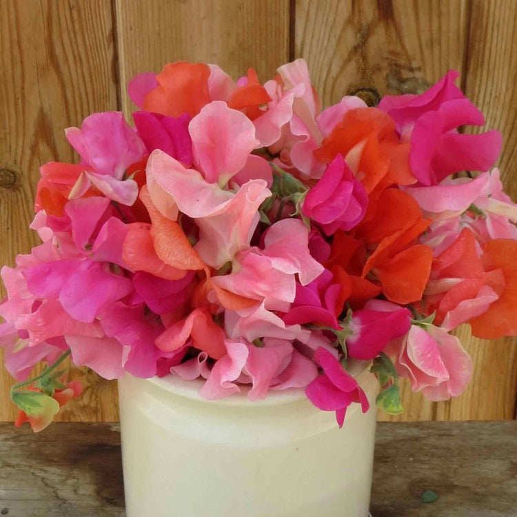 Sweet Pea Seeds 'Peach Melba Mix'