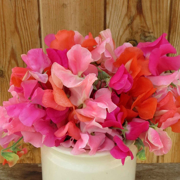 Sweet Pea Plant 'Peach Melba'