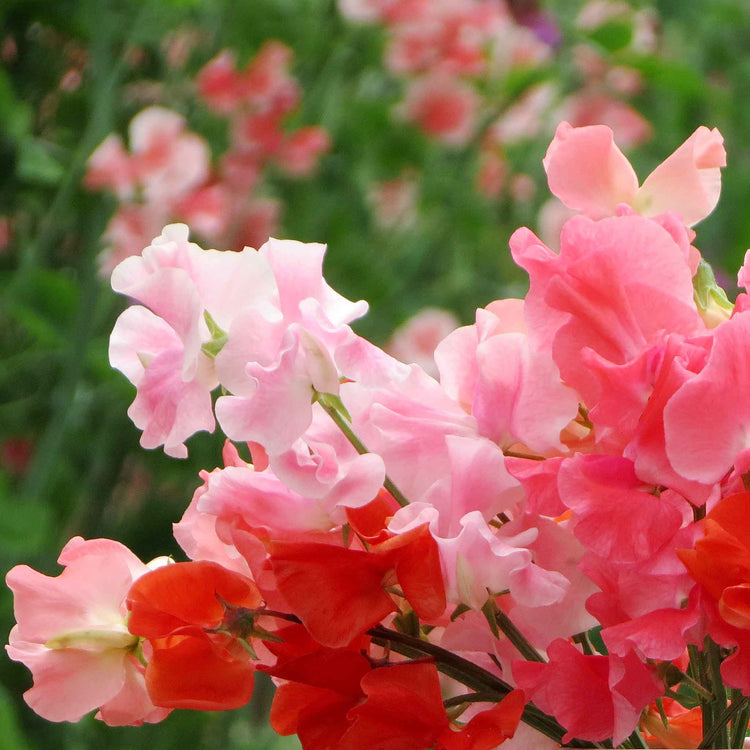 Sweet Pea Plant 'Peach Melba'