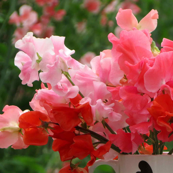 Sweet Pea Seeds 'Peach Melba Mix'