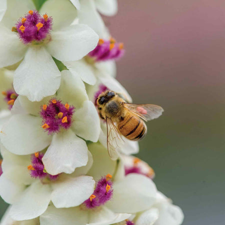 Verbascum Seeds 'Snowy Spires'