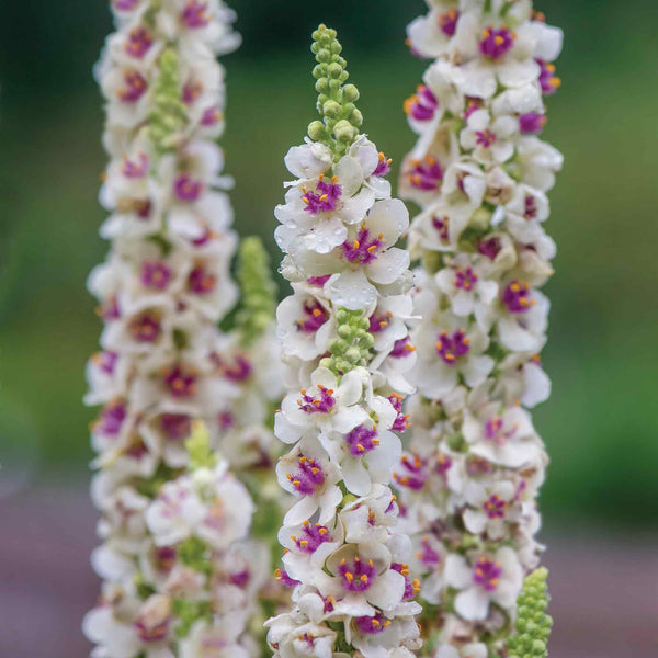 Verbascum Seeds 'Snowy Spires'