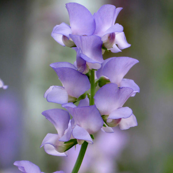 Sweet Pea Seeds 'Lord Ansons Pea Seeds'