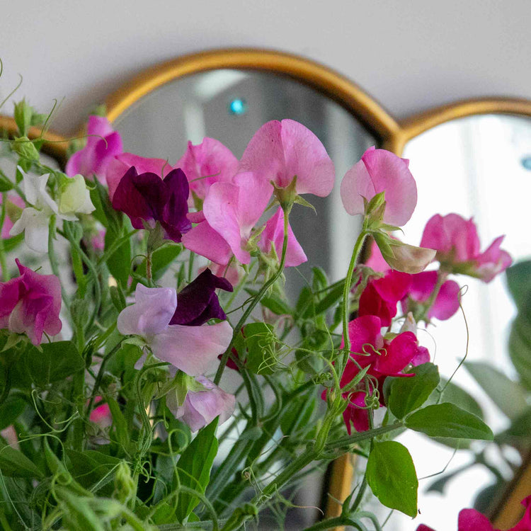 Sweet Pea Seeds 'Unwins 120 Years Mix'