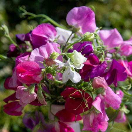 Sweet Pea Seeds 'Unwins 120 Years Mix'