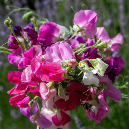 Sweet Pea Seeds 'Unwins 120 Years Mix'