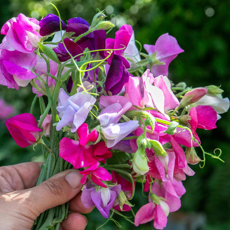 Sweet Pea Seeds 'Unwins 120 Years Mix'