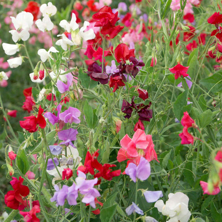 Sweet Pea Seeds 'Unwins 120 Years Mix '