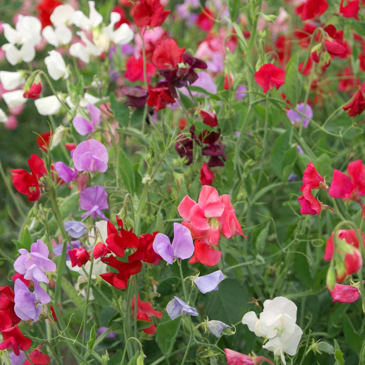 Sweet Pea Seeds 'Unwins 120 Years Mix '