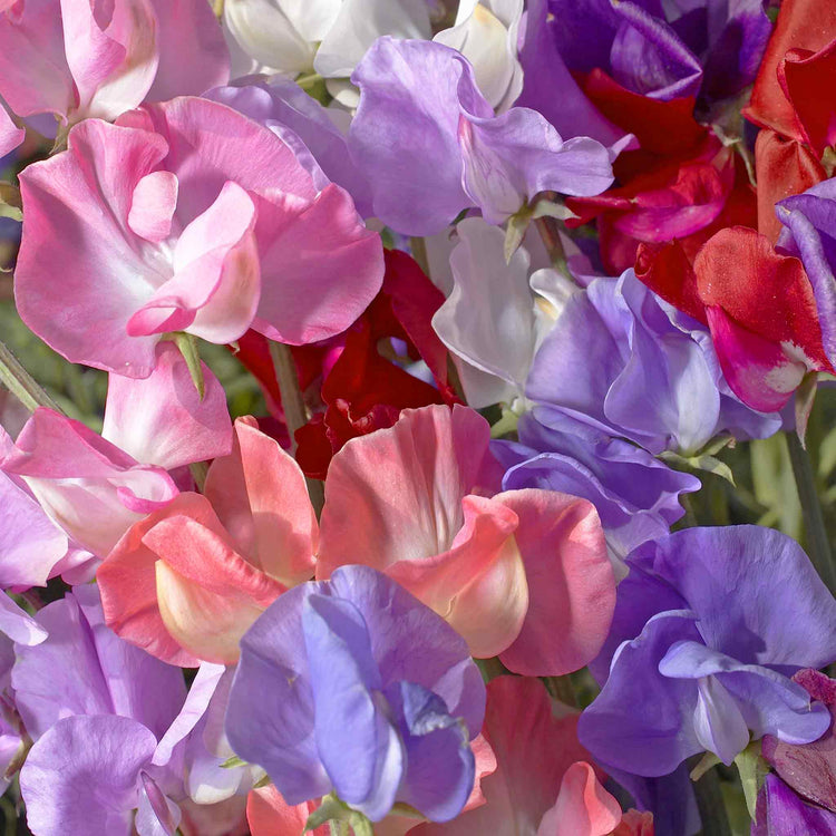 Sweet Pea Seeds 'Unwins 120 Years Mix '