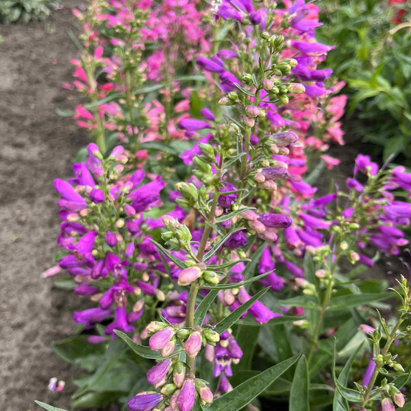 Penstemon Seeds 'Barbatus Mix '