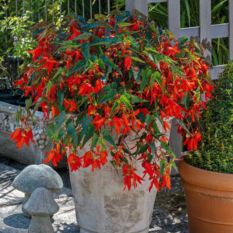 Begonia Seeds 'Groovy Orange' F1