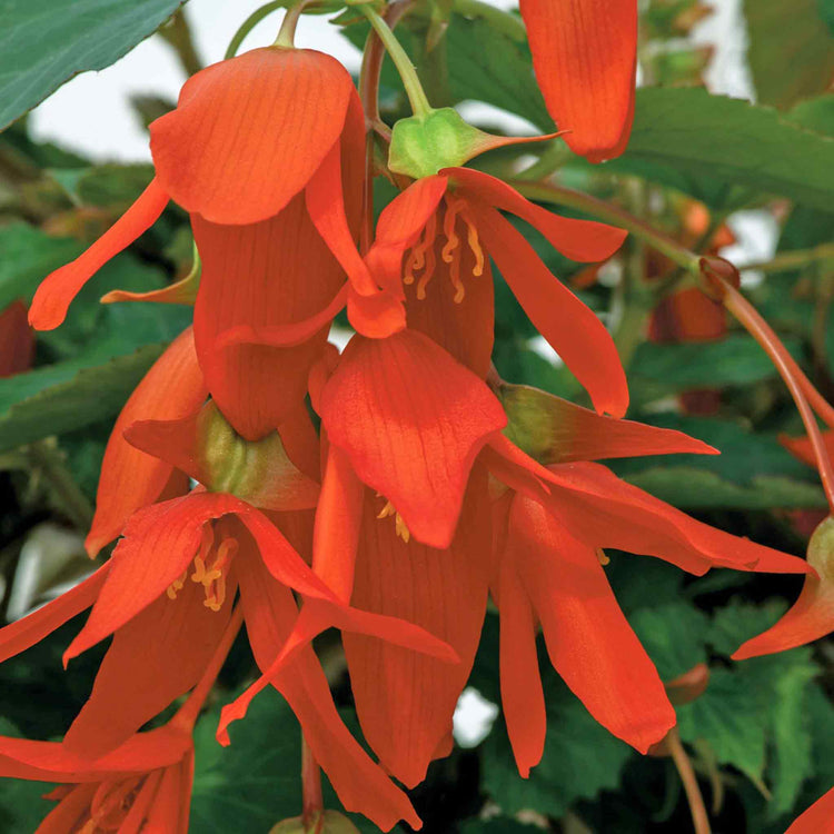 Begonia Seeds 'Groovy Orange' F1