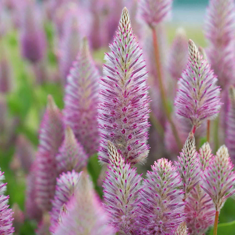 Ptilotus Seeds 'Matilda'