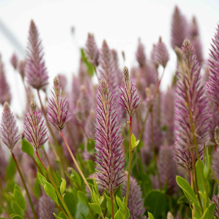 Ptilotus Seeds 'Matilda'