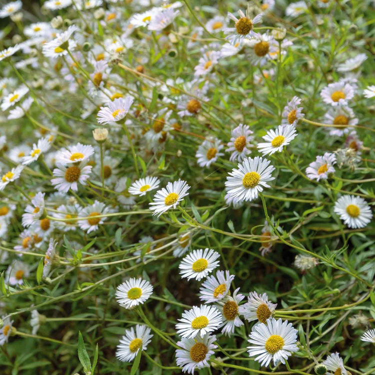 Erigeron Seeds 'Profusion'