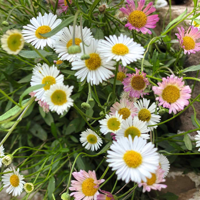 Erigeron Seeds 'Profusion'