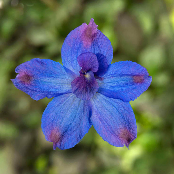 Delphinium Seeds 'Hunky Dory Blue' F1