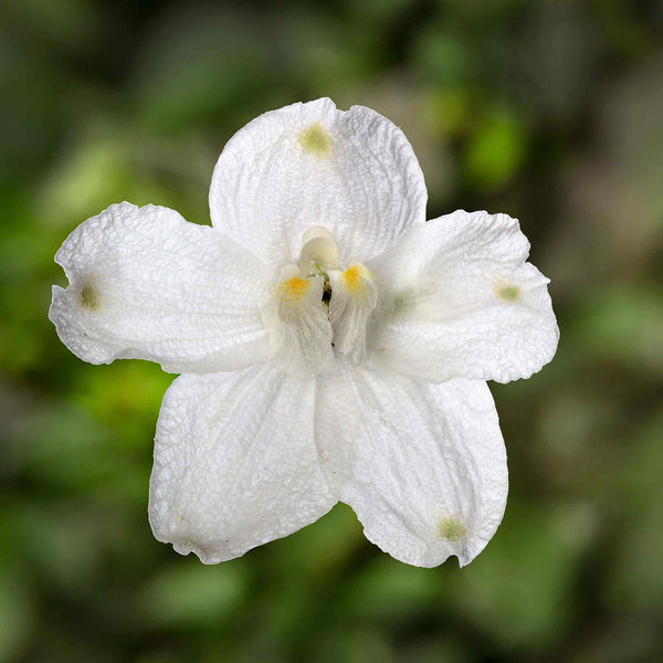 Delphinium Seeds 'Hunky Dory White' F1