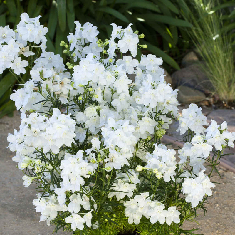Delphinium Seeds 'Hunky Dory White' F1