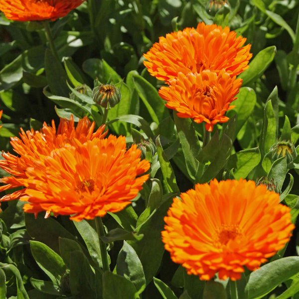 Calendula Seeds 'Candyman Orange'