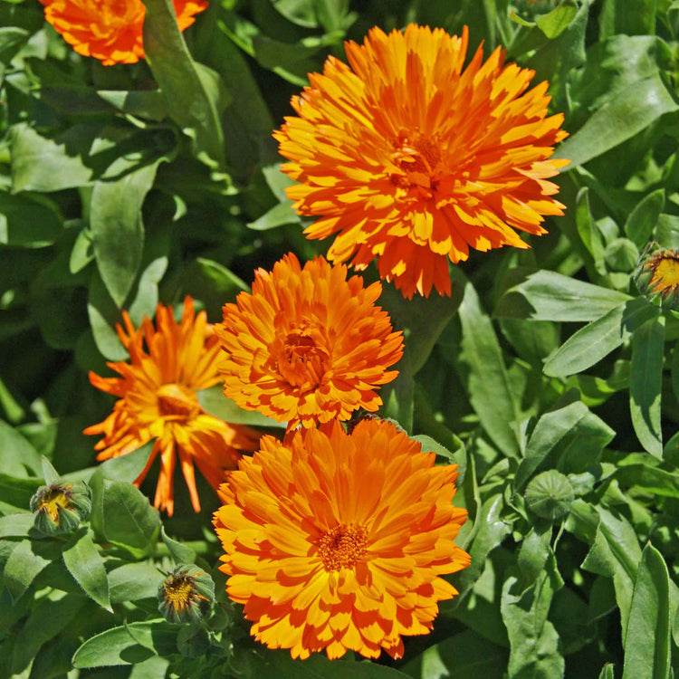 Calendula Seeds 'Candyman Orange'