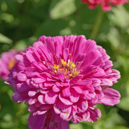 Zinnia Seeds 'Dahlia Flowered Exquisite'