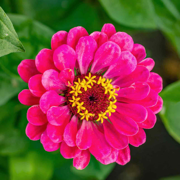 Zinnia Seeds 'Dahlia Flowered Exquisite'