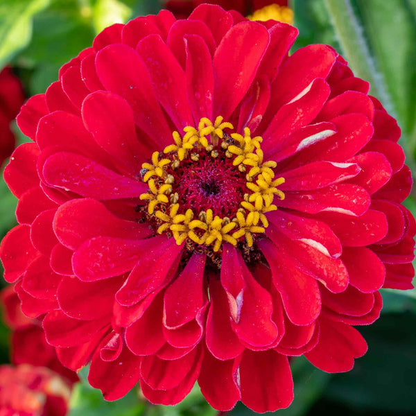 Zinnia Seeds 'Dahlia Flowered Scarlet Flame'