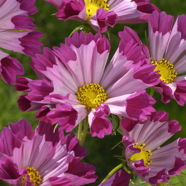 Cosmos Seeds 'Seashells Red'