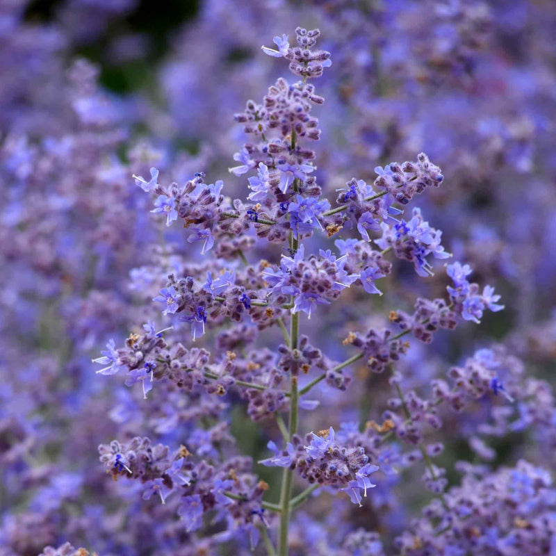 Perovskia Seeds 'Bluesette'