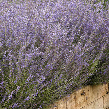 Perovskia Seeds 'Bluesette'