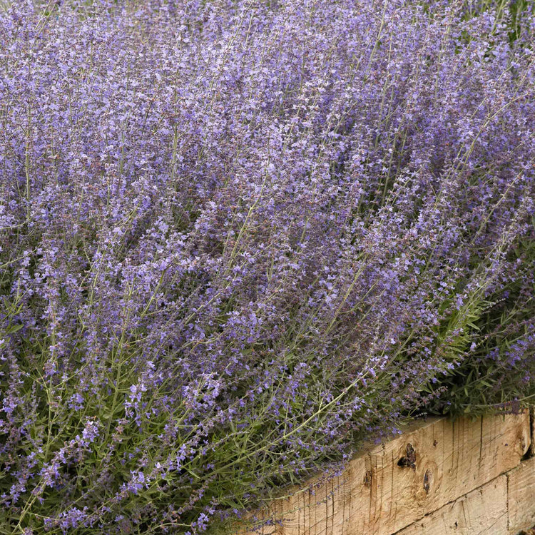 Perovskia Seeds 'Bluesette'