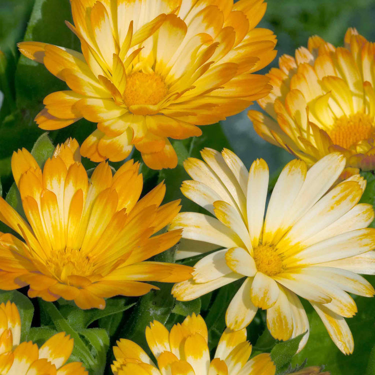 Calendula Seeds 'Oopsy Daisy'